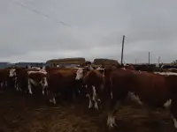 Продам крестьянское хозяйство в 100 км от Уральска, фотография 2