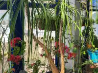 Продам большую Бокарею, фотография 2