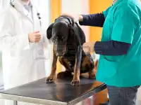 Ветеринарная помощь с выездом и в клинических условиях 24\7, фотография 4