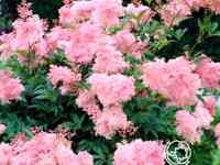 Лабазник (таволга) Венуста