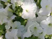 Рассада петунии, фотография 12