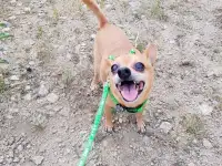 Перпдержка животных, фотография 4