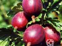 Крыжовник Маяк