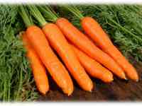 Семена кормовой моркови 