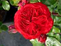 Роза ред леонардо да винчи, мейян