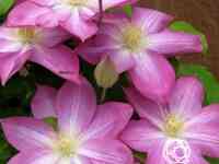 Клематис асао (2)