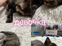 Отдам котят, фотография 3