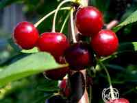 Вишня быстринка