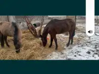 Продам лошадей жеребчик и кобылка обучены стоят на откорме кобылка жеребая 6месяца, фотография 6