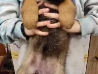 Щенки 100 немецкой овчарки, фотография 4