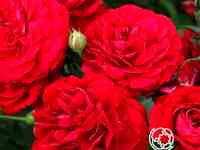 Роза бордо флорибунда, топалович