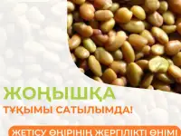 В продаже семена люцерны!