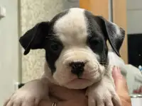 Щенки американского стаффордширского терьера, фотография 4