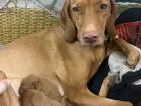 Щенки Венгерской выжлы, фотография 5