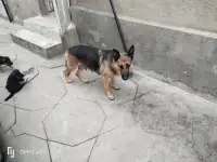 Продаются чистокровные щенки немецкой овчарки, фотография 5