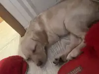 Продам лабрадора 2,5мес., фотография 2