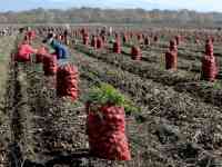 требуются уборщики свеклы картофеля огурцов в Долинку вахта.