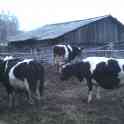 Молочные коровы, фотография 3