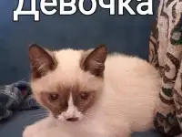 Кошки, фотография 6