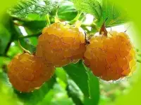 продаю лилию Марлен, кипрей, многолетние цветы, малину, вишню, сливу и др., фотография 8