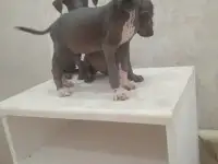 Продам щенков ксоло, фотография 6