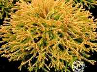 Туя западная Голден Таффет