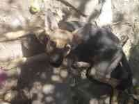 ОТдам щенка в хорошие руки, фотография 2