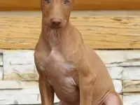 Фараонова собака щенки, фотография 2