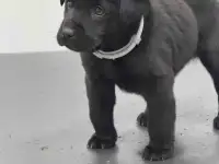 Лобрадор 6месяцев