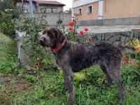 Продам щенков породы драхаар, фотография 5