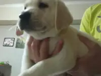 Продаются щенки Лабрадор ретривер, фотография 6