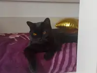 Отдам кота в хорошие руки, фотография 2