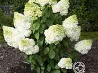 Гортензия мэджикал мунлайт