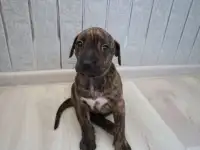 Щенки ПИТСТАФФ остались девочки, фотография 3