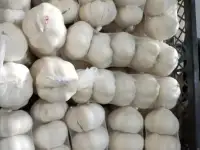 Чеснок, фотография 2