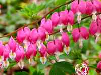 Дицентра Спектабилис