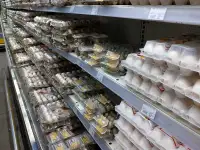 Продам перепелиную ферму, фотография 2