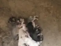 щенки, фотография 2
