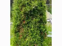 Туя выше 3 метров, сосна живая, берёза, ива, ольха, рябина, рассада., фотография 5