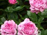 Роза шанталь мерье, гийо