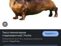 Ищу щенка таксы, фотография 4