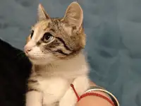 Отдам прекрасных котят в хорошие руки