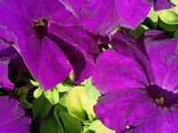 Рассада петунии, фотография 7