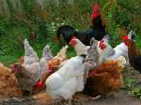 цыплята от домашних кур. балапан уйдін тауыктарынан, фотография 5