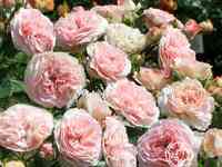 Роза Ордер флорибунда