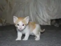 Котята в добрые руки, фотография 2