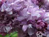 Сирень катерина хавемейер на штамбе 100 см