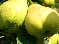 Груша москвичка