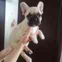 Продам щенков французского бульдога, фотография 6