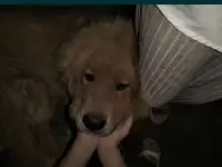 Собачьи царь! Тибетский мастиф! Гордость хозяев!, фотография 7